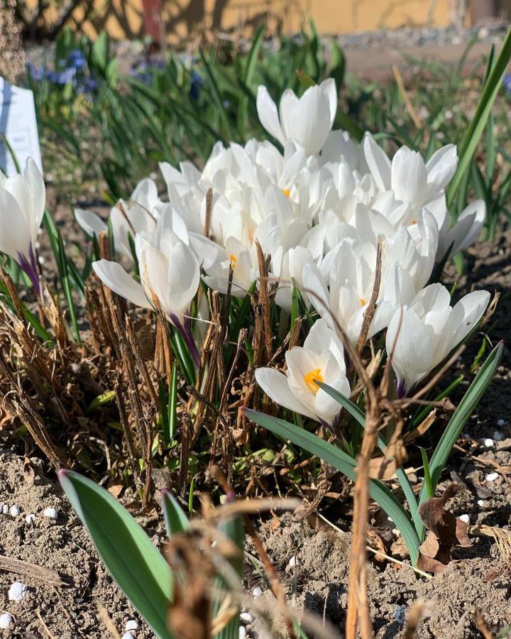 Vila Agro Na Wapniarni Biala  Exteriér fotografie